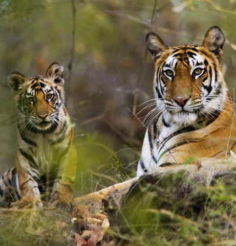 Bandhavgarh Tiger Reserve Packages