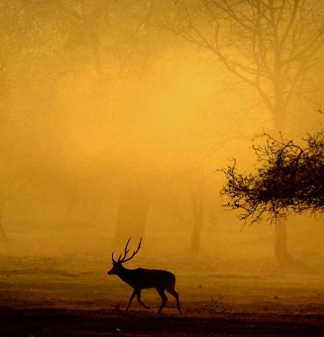 Kanha National Park Packages