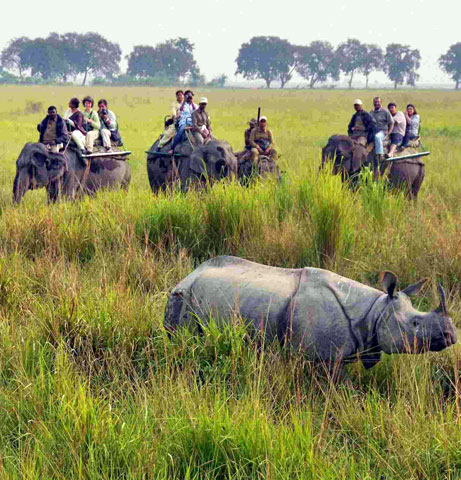 Kaziranga packages