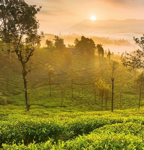 Ooty packages