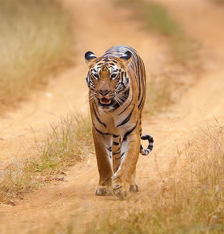 Tadoba National Park Packages