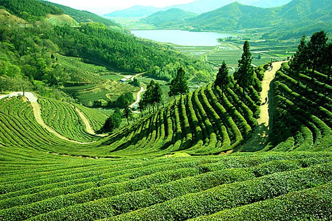 Darjeeling & Sikkim packages